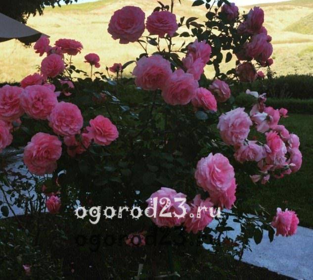 розы флорибунда сорта фото описание