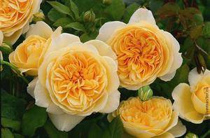 Пионовидная роза желтого цвета