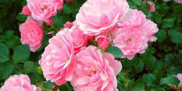 Розовая чайная роза