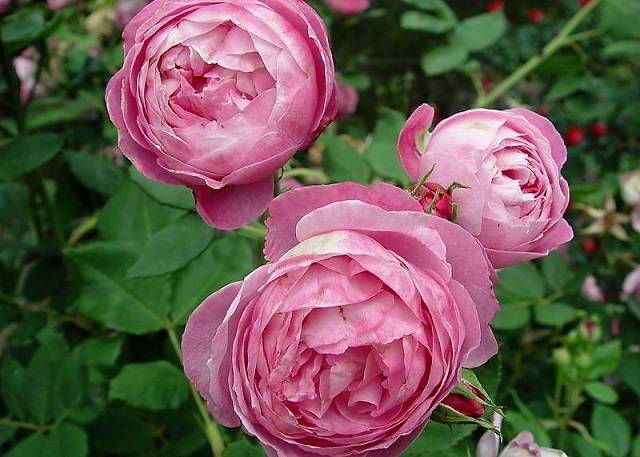 Красивые розы розовые