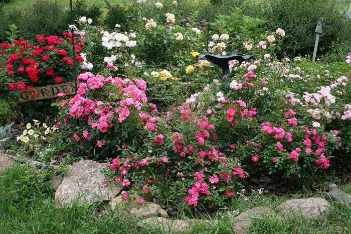 Когда лучше сажать розы - весной или осенью? Посадка роз в открытый грунт
