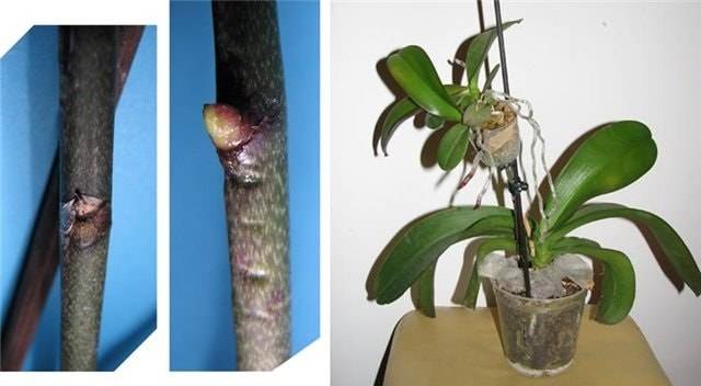 орхидея размножение