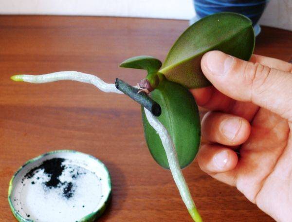 Детка орхидеи на стволе как отделить
