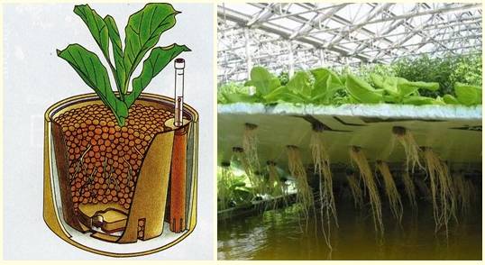 Корневая система растений при выращивание методом гидропоника