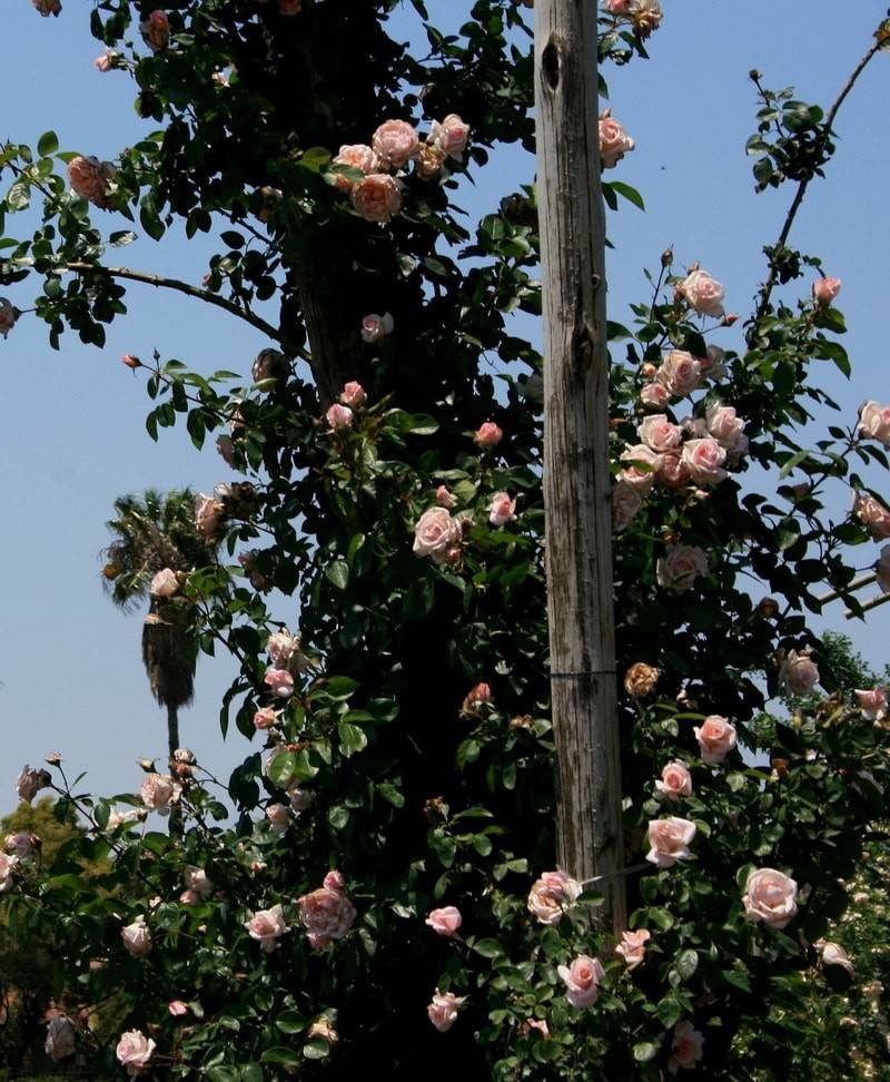 розы рамблер фото