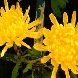 Цветы похожие на хризантемы