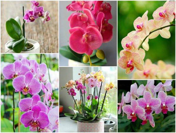 Орхидея насчитывает около 35000 видов