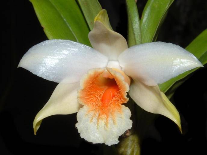 Комнатная орхидея вида «Дендробиум» относится к категории высокорослых орхидных