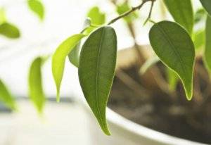 Почему фикус Бенджамина сбрасывает листья и как помочь растению