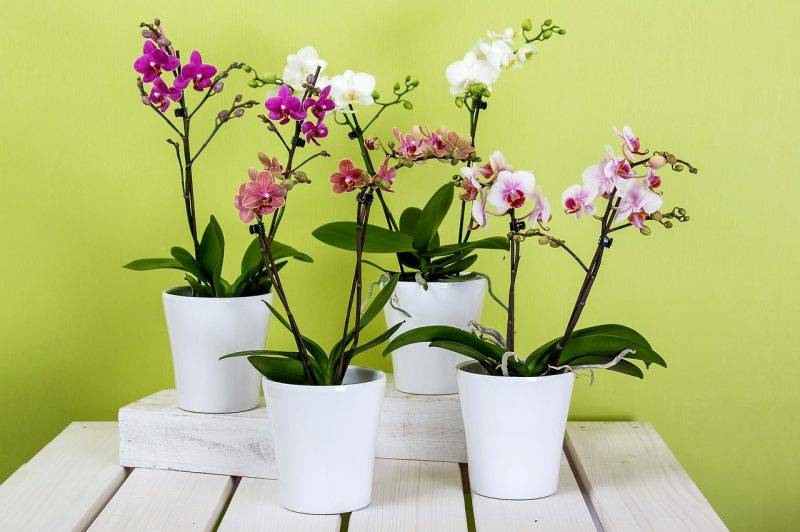 Орхидеи уход в домашних