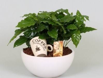 Кофе растение уход в домашних условиях