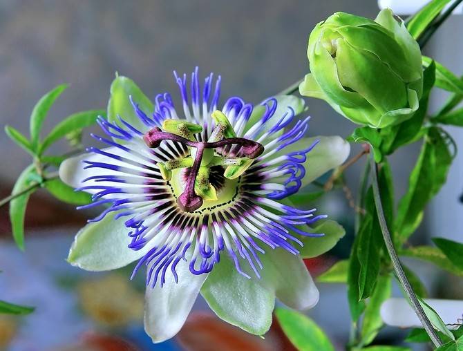 Пассифлора – уход в домашних условиях. Цветок домашняя пассифлора – выращивание из семян. Описание, виды, фото
