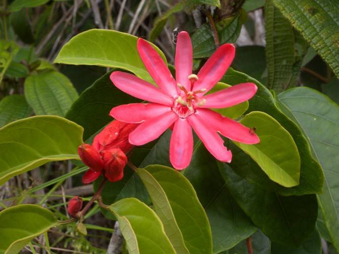 Пассифлора (лат. Passiflora) относится к страстоцветным и пока известно около 500 видов.