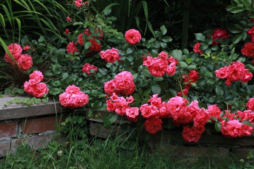 Почвопокровные розы сорта, уход и выращивание