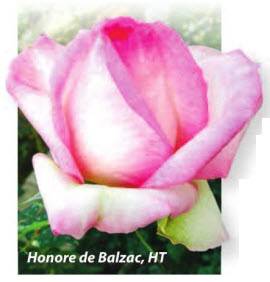 роза Honore de Balzac, HT