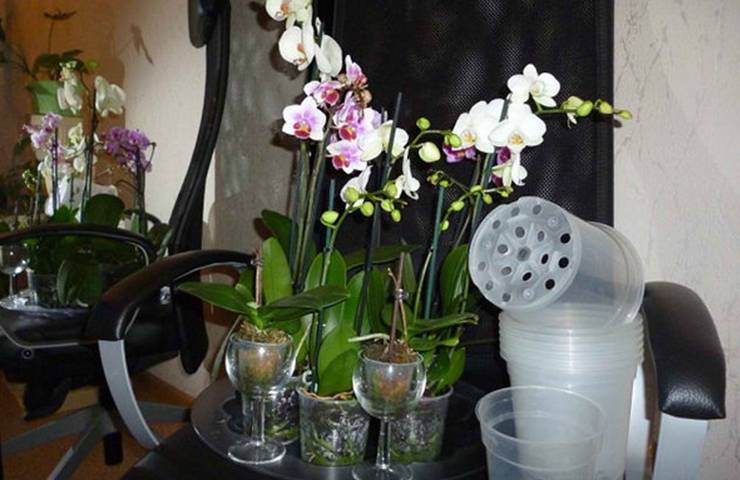 как выбрать горшок для орхидеи
