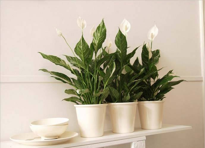 Спатифиллум – растение из рода многолетних вечнозеленых растений семейства Ароидные