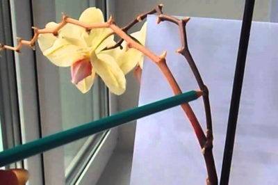 Засохла орхидея как спасти