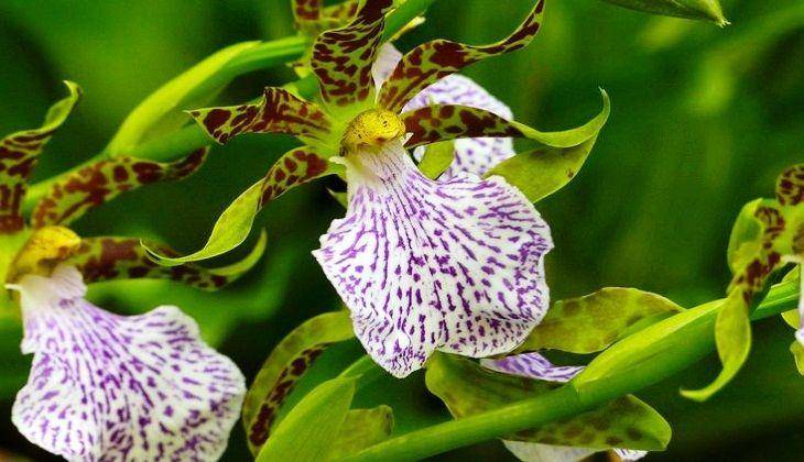 орхидея во время цветения