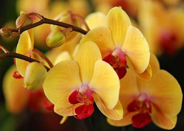Как садить орхидею в горшок