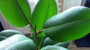 Размножение фикуса листом в домашних условиях