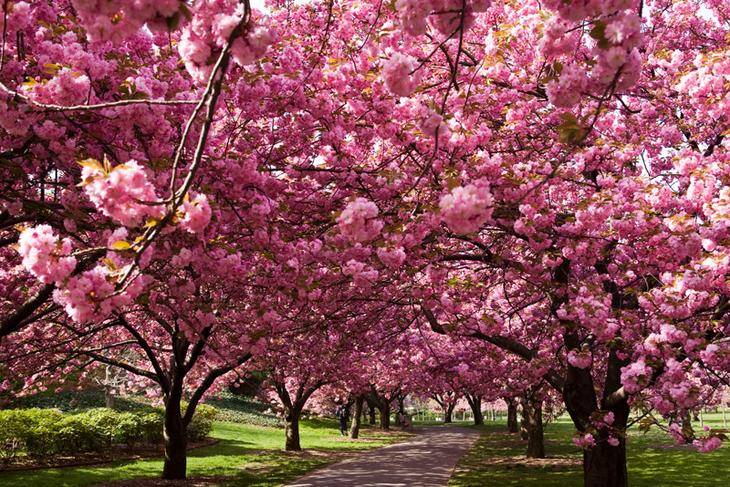 Сколько цветет сакура: символ весны, красоты и поэзии