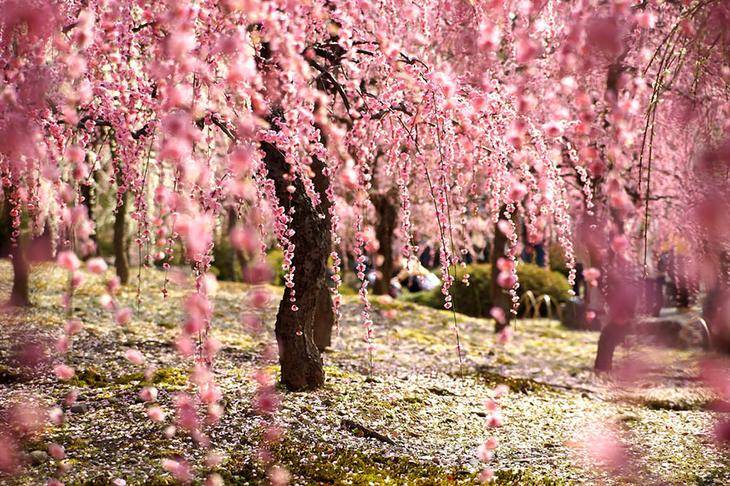 Когда цветет сакура в Японии: праздник Ханами