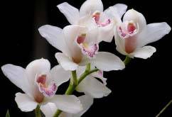 У разных видов орхидных цветение начинается исключительно с определённого возраста