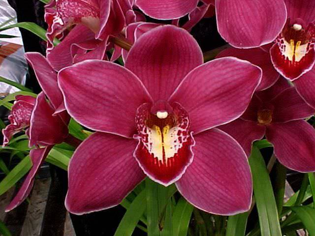 Комнатная орхидея вида «Цимбидиум» отличается неприхотливостью и прекрасно подходит для начинающих цветоводов
