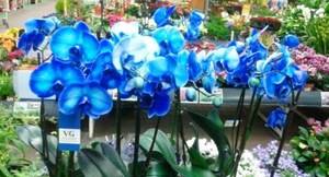 Фаленопсис - голубая орхидея