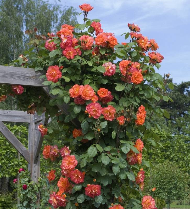 Необычайно эффектная роза «Вестернленд» во время длительного цветения выполняет лидирующую декоративную роль в саду.
