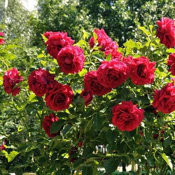 Сочетание роз в розарии по цвету