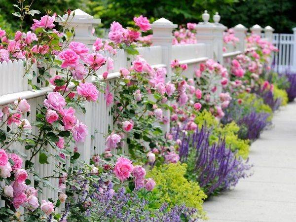 Как посадить розы на даче красиво