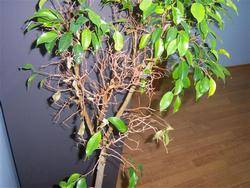 Почему опадают листья на фикусе Бенджамина? Как правильно ухаживать за растением?