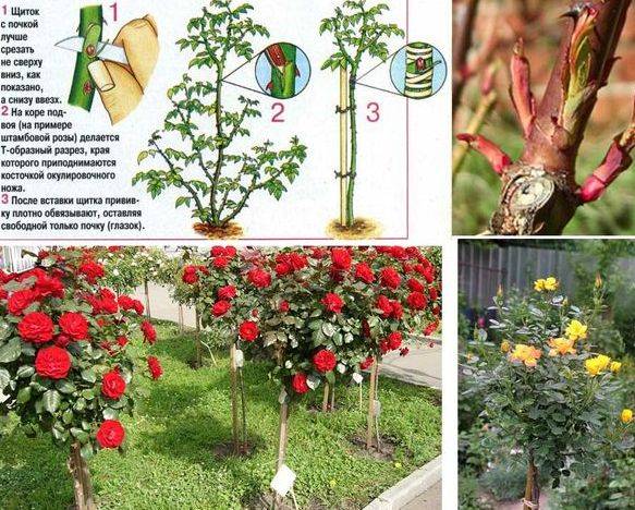 Как вырастить штамбовую розу