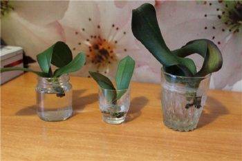 Укоренение орхидеи в воде