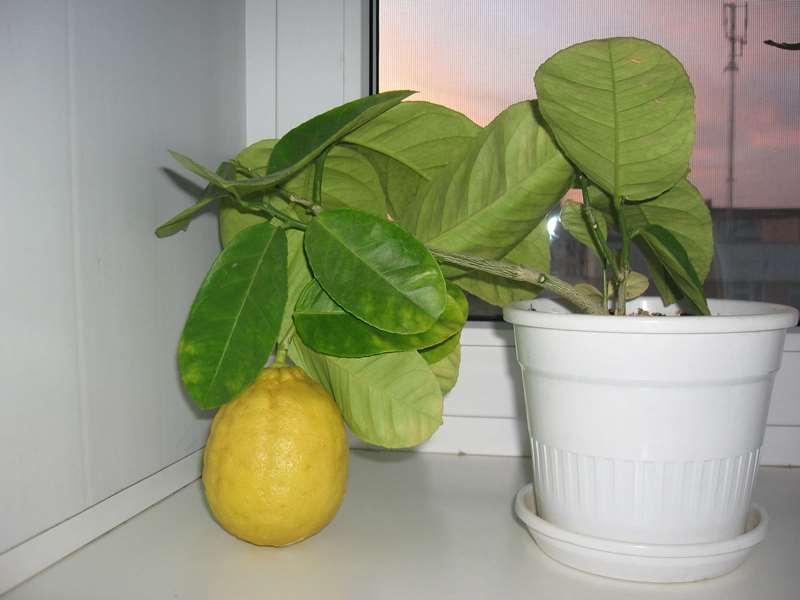лимон уход в домашних условиях
