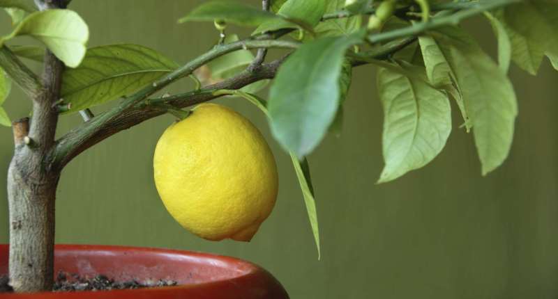 лимон в горшке