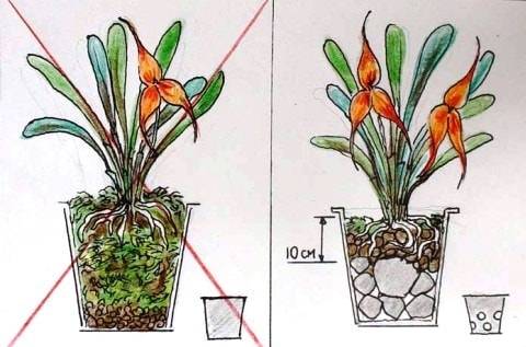 Как правильно посадить орхидею