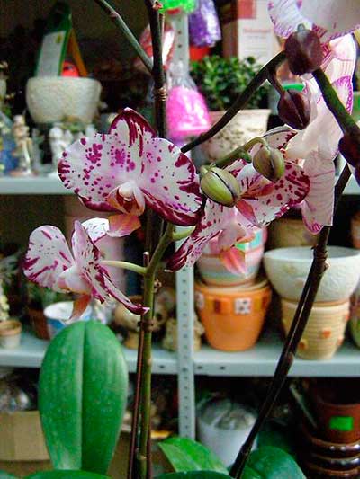 Уход-за-орхидеей-фаленопсис-после-покупки-фото