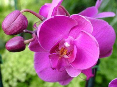 Можно ли размножить орхидею корнями
