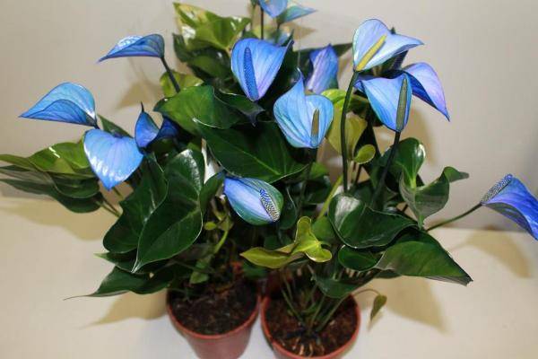 Антуриум с голубыми цветками