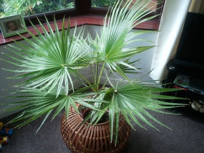 Пальма вашингтония – уход в домашних условиях. Фото и описание пальмы, её виды. Домашняя вашингтония – выращивание из семян