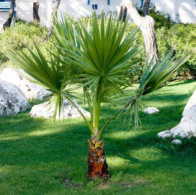 Популярные сорта и виды экзотической пальмы