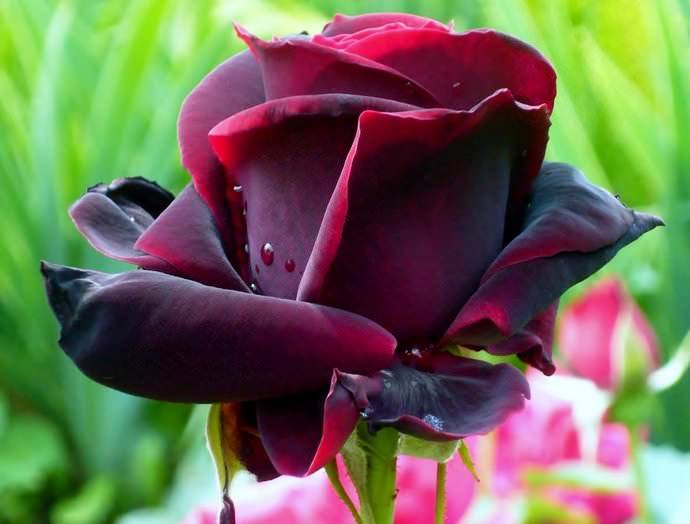 Выращивание розы в южных регионах более удобно, но требует выделения под посадку ровных, защищенных от сухих и жарких ветров участков