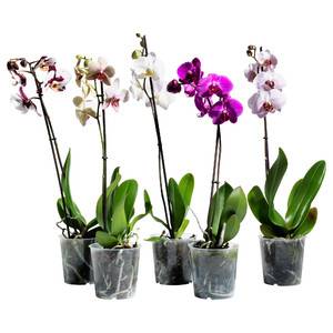 Орхидеи в горшках продаются в цветочных магазинах.