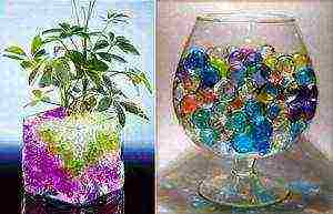 какие цветы можно выращивать в гидрогелевых шариках
