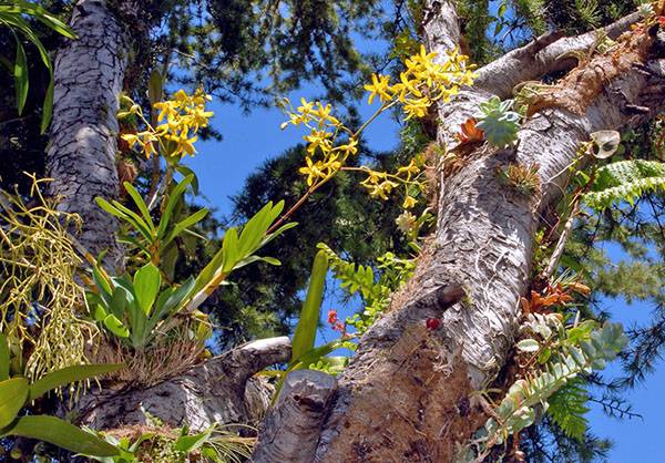 Дикорастущая орхидея-эпифит