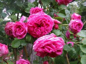 Пионовидные плетистые розы: примеры сортов. Пионовидной формой цветка обладают также старинные плетистые бурбонские розы