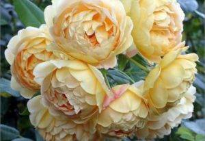 Современные сорта роз с пионовидной формой цветка отличаются от старинных способностью к повторному цветению